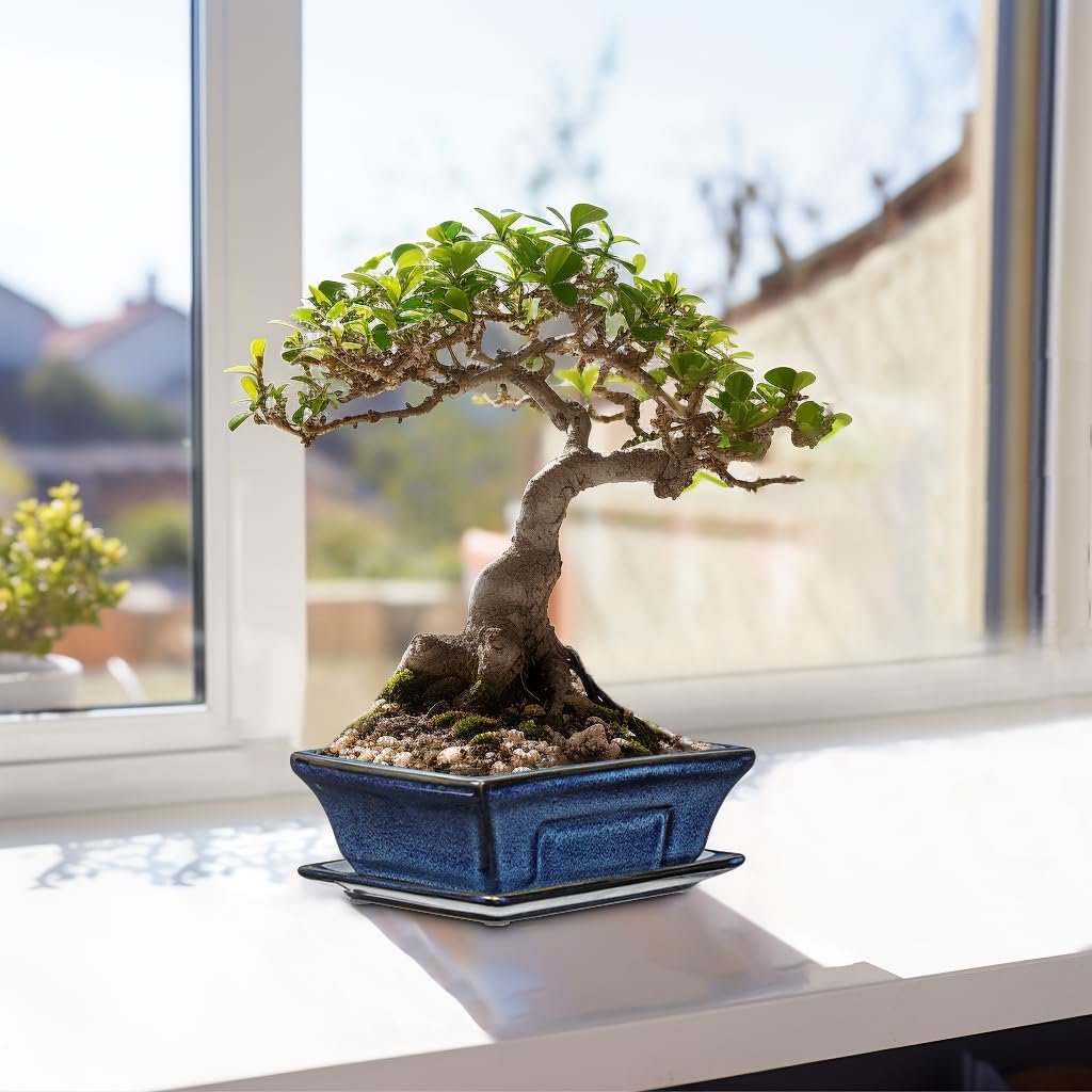 Ceramic Bonsai Pots with Drainage Tray Set of 2, 6 Inch Blue Glazed Bonsai Planters for