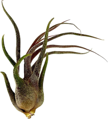 ragnaroc Air Plants - Tillandsia Pruinosa, Large 3-5" - 1ct - Live Arrival Guaranteed - House
