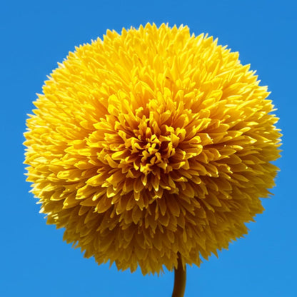 100 Teddy Bear Sunflower Seeds for Planting – Ultra-Fluffy Golden Blooms with Round Heads – Perfect