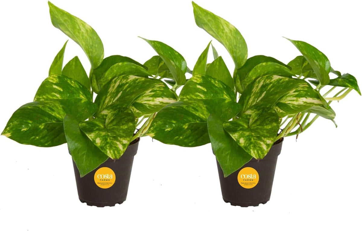 Costa Farms Pothos Live Plants, Devil's Ivy in Plastic Pots, Easy to Maintain, Air Purifying Indoor