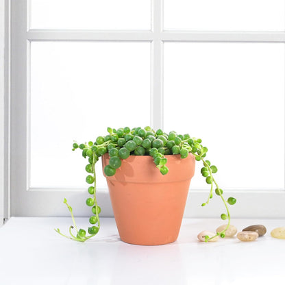 Live Succulent String of Pearls, Approx 2-inch Large, Potted Succulents, Fully Rooted, Easy Care