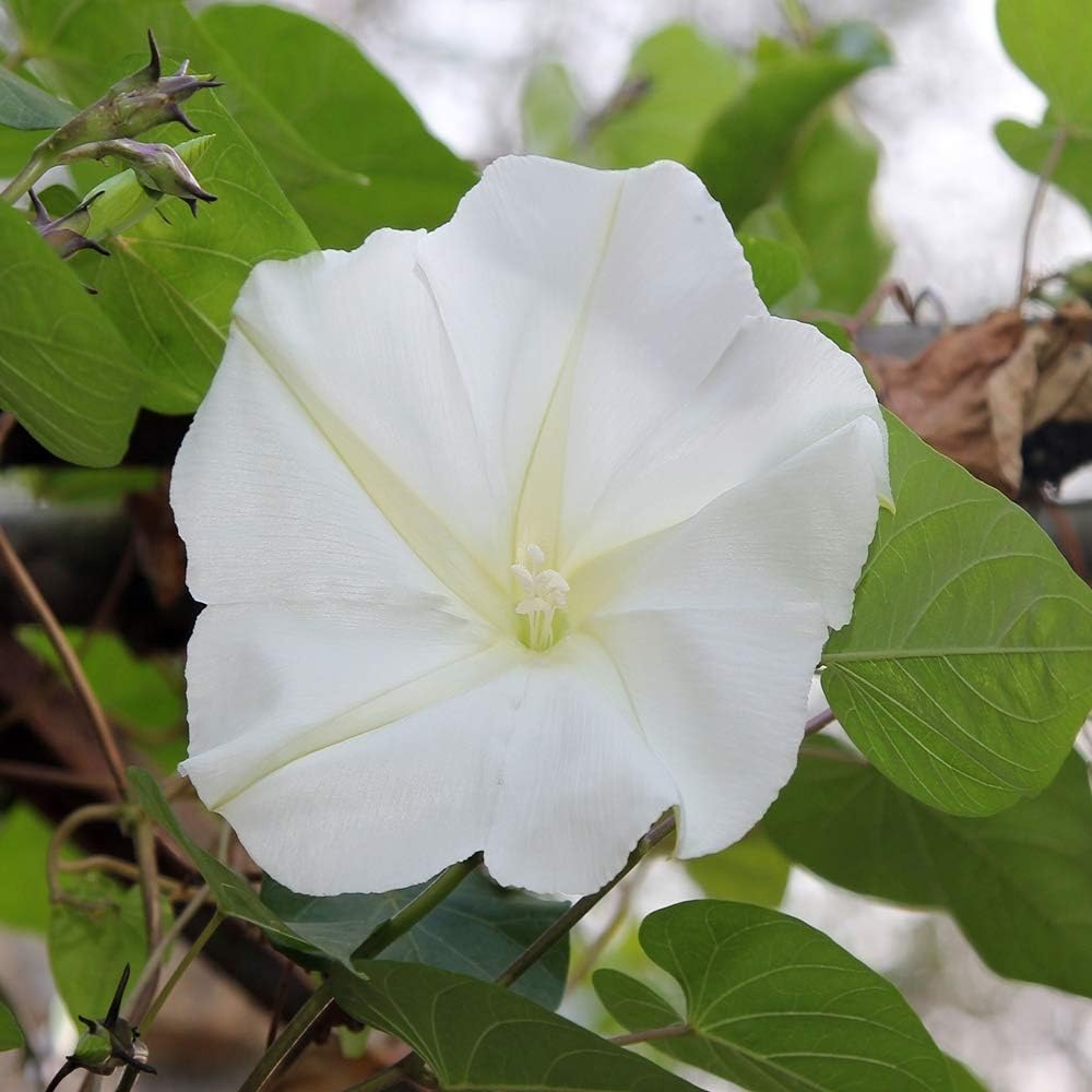 Outsidepride Ipomoea Alba Moonflower Seeds – 1 lb. Annual, Vining Flower Seeds for Planting