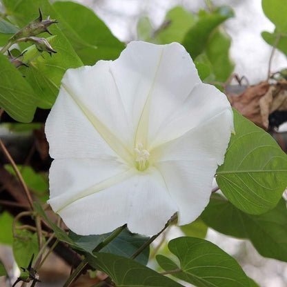 Outsidepride Ipomoea Alba Moonflower Seeds – 1 lb. Annual, Vining Flower Seeds for Planting
