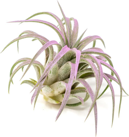 Lavender Colorful Tillandsia Air Plants - Long Lasting Color Enhanced Live Tillandsia Succulent