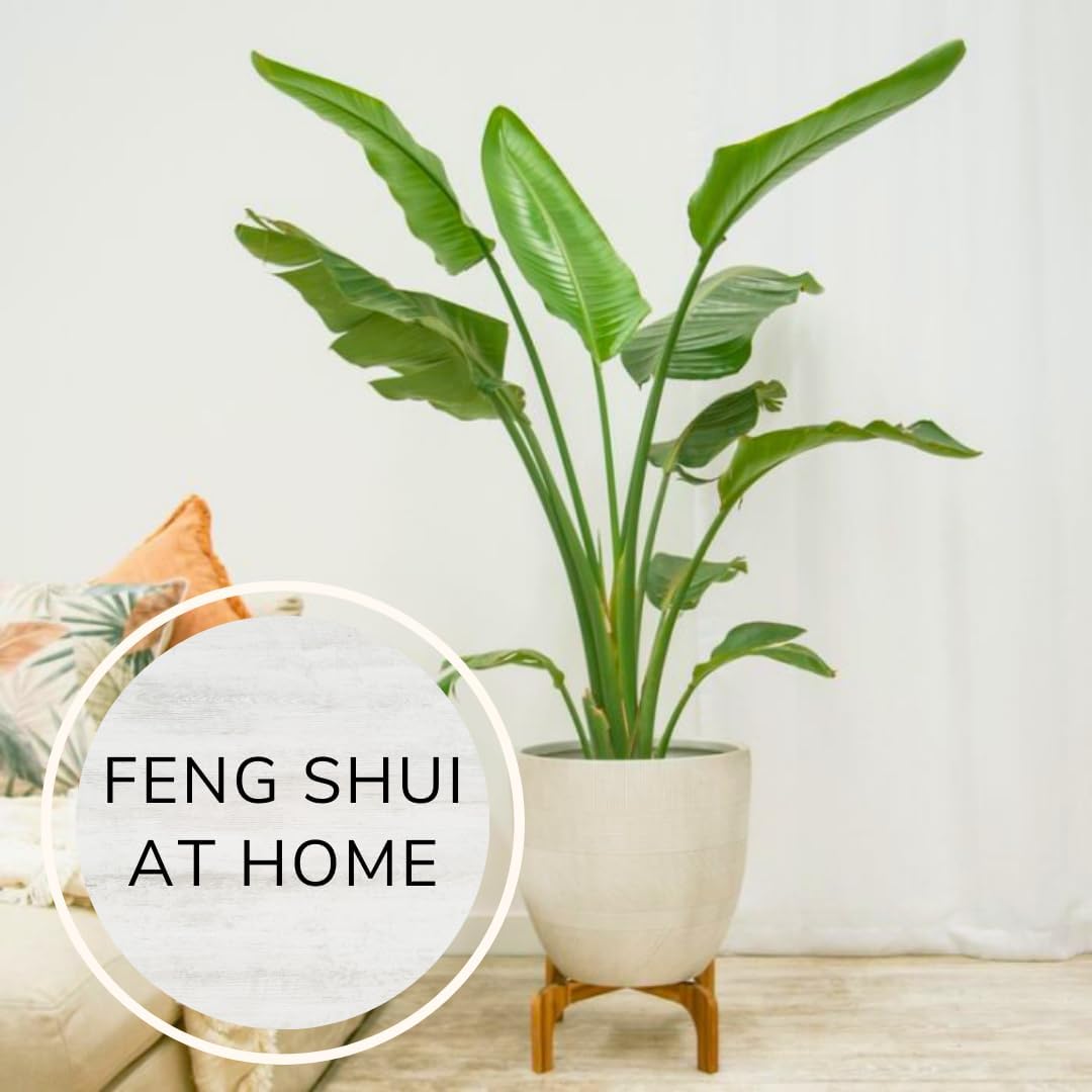 Bird of Paradise Plants Live (4-Pack), Strelitzia Plants with Perennial Orange (2) and White (2)