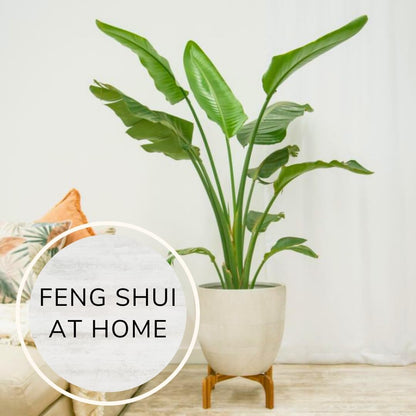 Bird of Paradise Plants Live (4-Pack), Strelitzia Plants with Perennial Orange (2) and White (2)