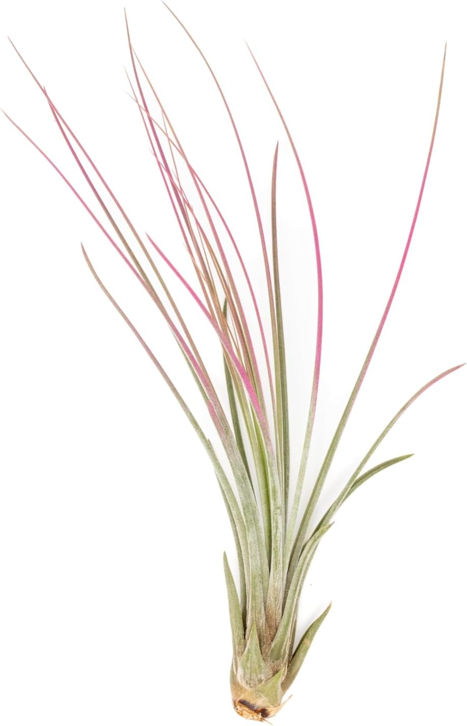 Fuchsia Colorful Tillandsia Air Plants - Long Lasting Color Enhanced Live Tillandsia Succulent