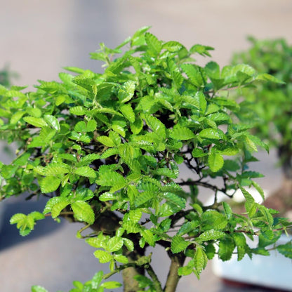 Brussel's Bonsai Live Chinese Elm Bonsai Tree, Outdoor - Small, 5 Years Old, 6 to 8 inches Tall