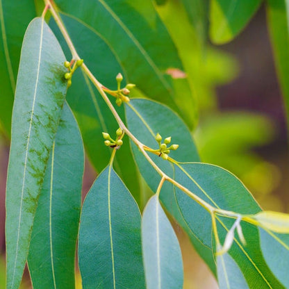 Park Seed Grow Your Own Eucalyptus Seeds Plant, Perfect for Indoor Growing and Spring Garden, Lemon