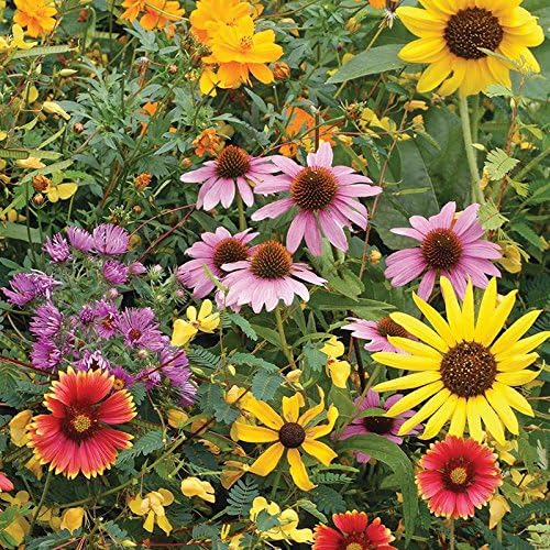 Bentley Pollination Celebration Wildflower Seed Packets, Non-GMO, Uncoated Flower Mix for Planting