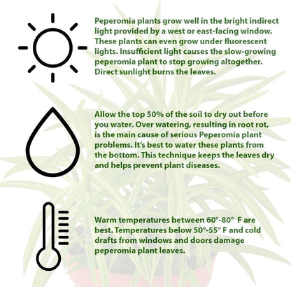 Peperomia Green Bean Live Plant for Indoor | Different Houseplants in 4'' & 6'' Pot | Real House