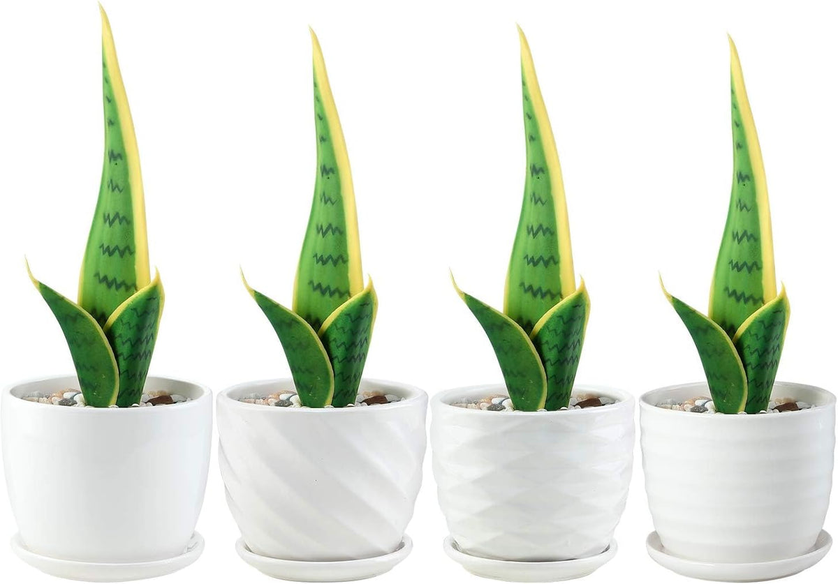 Plant Pots - 4.7 Inch Cylinder Ceramic Planters with Connected Saucer, Pots for Succuelnt and