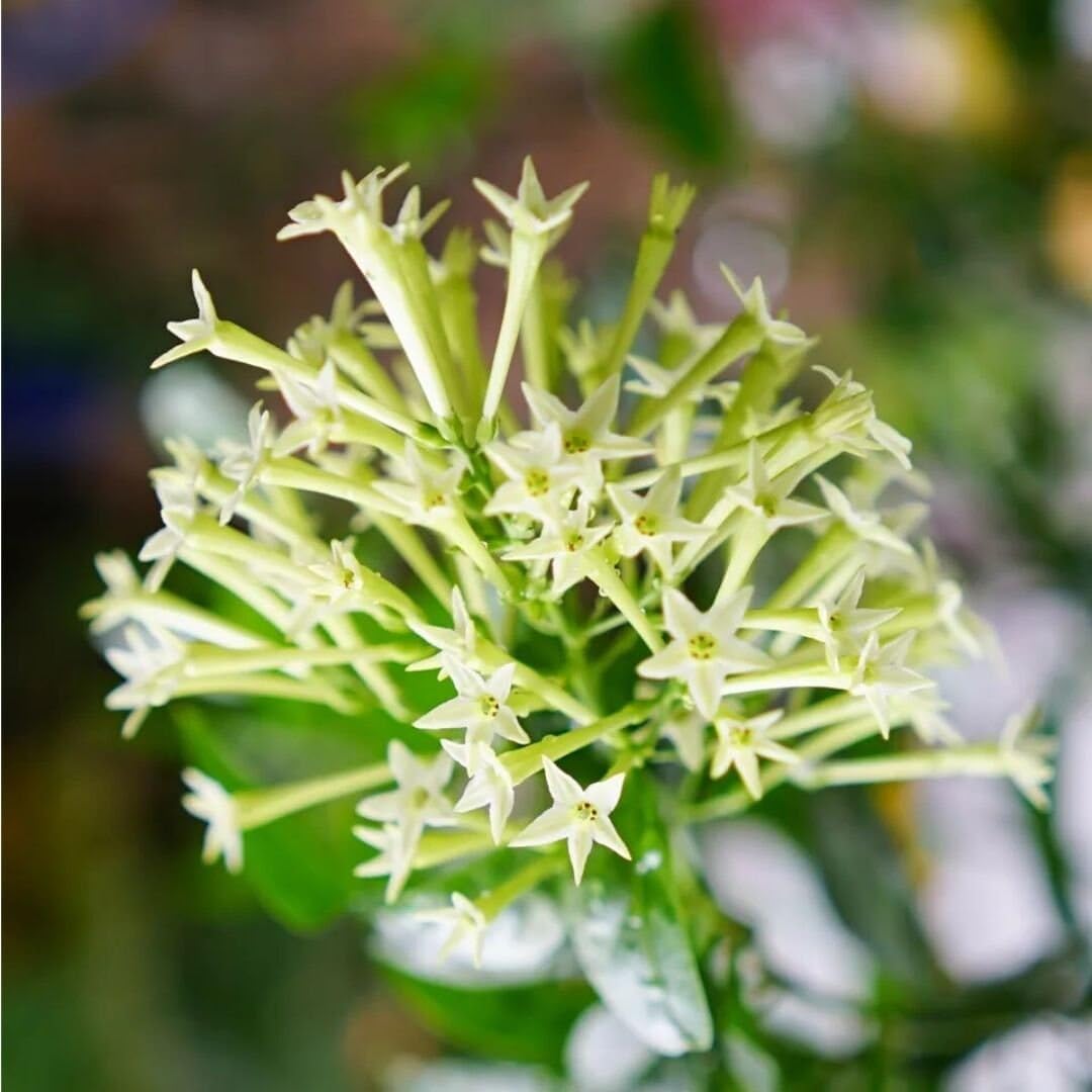 Night Blooming Jasmine Live Plant - Cestrum Nocturnum. Fragrant Flowering Shrub for Garden, Patio