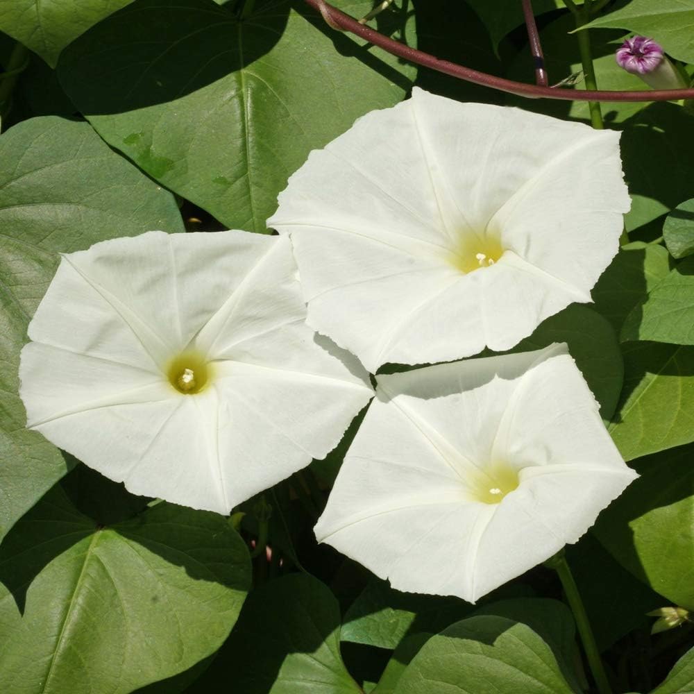 Outsidepride Ipomoea Alba Moonflower Seeds – 1 lb. Annual, Vining Flower Seeds for Planting
