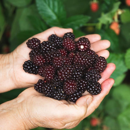 BlackBerry Plants Sweetie Pie (4 Pack) Live for Sale | Easy to Grow Plants | Edible Fruit Plant for