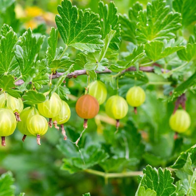 Sweet Gooseberry Plant Live for Planting, Gooseberry Bushes Live Plant 5 to 9 Inch Tall