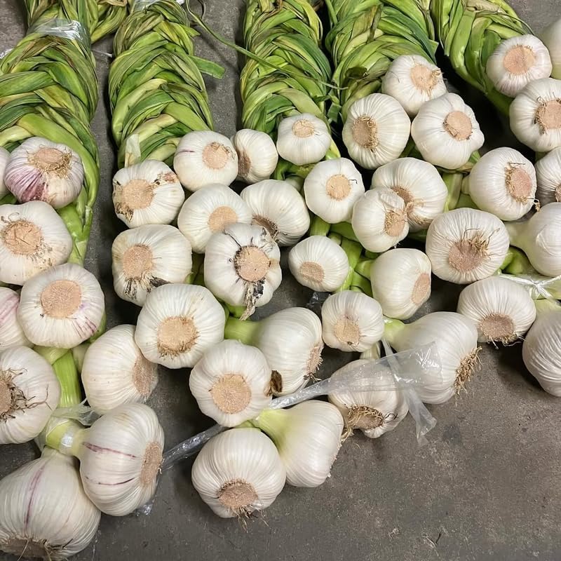 1 Pound Garlic for Planting in Fall Hardneck, 8-10 Music Garlic Bulbs for Planting, Fresh and High