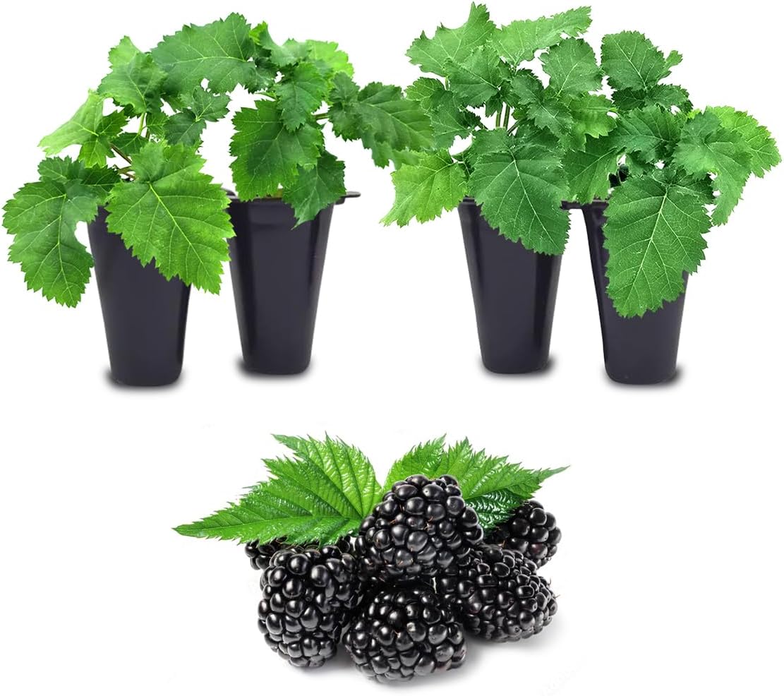 BlackBerry Plants Freedom-Ark (4 Pack) Live for Sale | Easy to Grow Plants | Edible Fruit Plant for