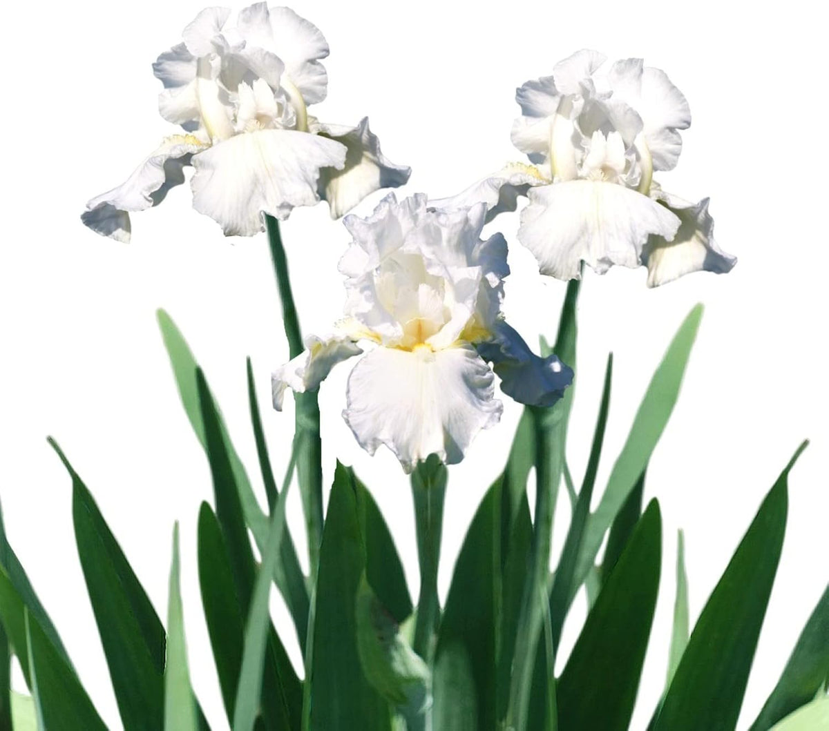 Easy to Grow Bearded Iris Immortality - 3 Plant Bulbs Rhizomes, Flowers in Spring to Fall, Full Sun