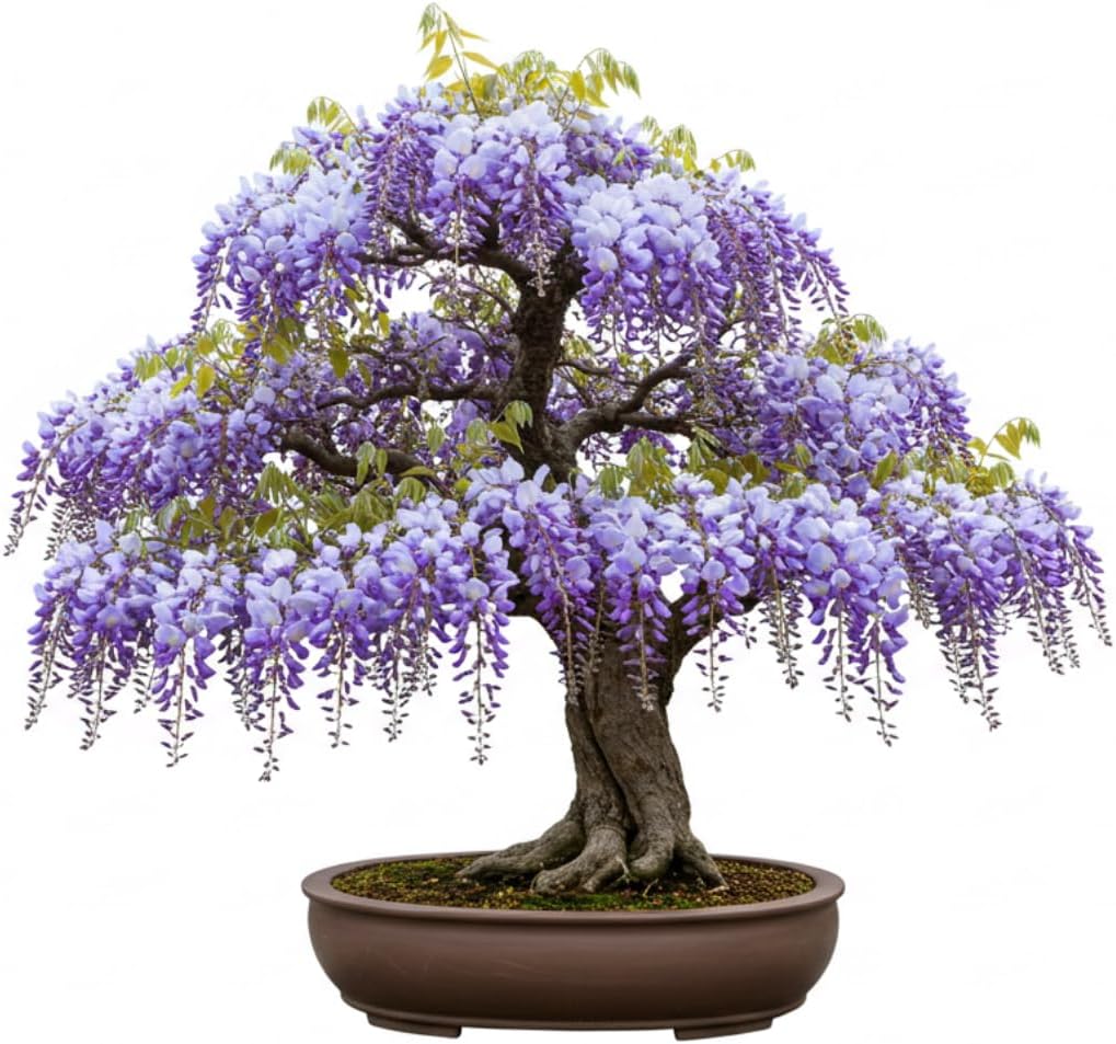 Chinese Wisteria Bonsai Tree Seedling for Planting - 1 Year Old Well Rooted Seedling - Fast-Growing