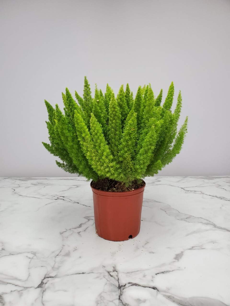 Foxtail Fern Plant - Live Asparagus Fern - 3 Gallon Pot - Overall Height 20" to 24" - Tropical
