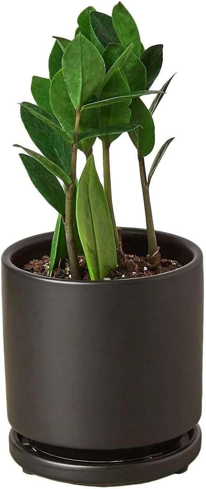 Zamioculcas Zamiifolia ZZ Live Plant for Indoor | Different Houseplants in 4'' & 6'' Pot | Real