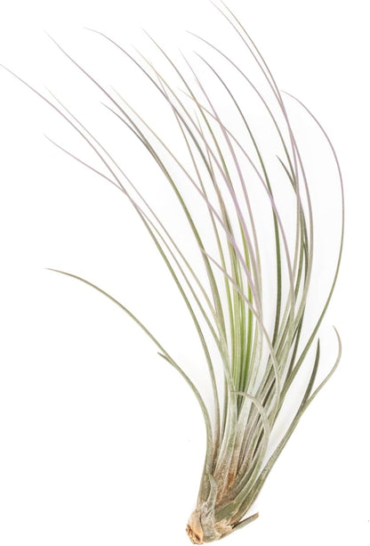 Lavender Colorful Tillandsia Air Plants - Long Lasting Color Enhanced Live Tillandsia Succulent
