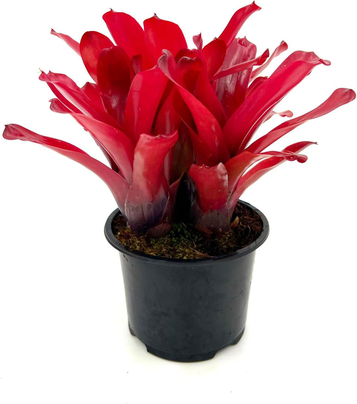 ragnaroc Live Plants - Bromeliad Neoregelia 'Super Fireball', 10-12" in 6" Pot - 1ct - Live Arrival