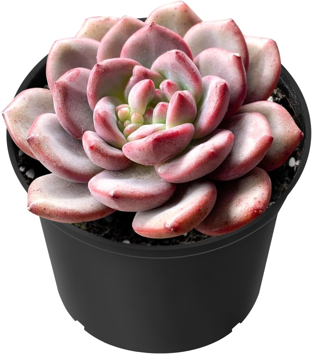 Sprout N Green Echeveria Ariel, Rare Live Succulent Plant Fully Rooted in 2" Planter with Soil