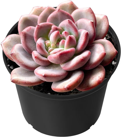 Sprout N Green Echeveria Ariel, Rare Live Succulent Plant Fully Rooted in 2" Planter with Soil