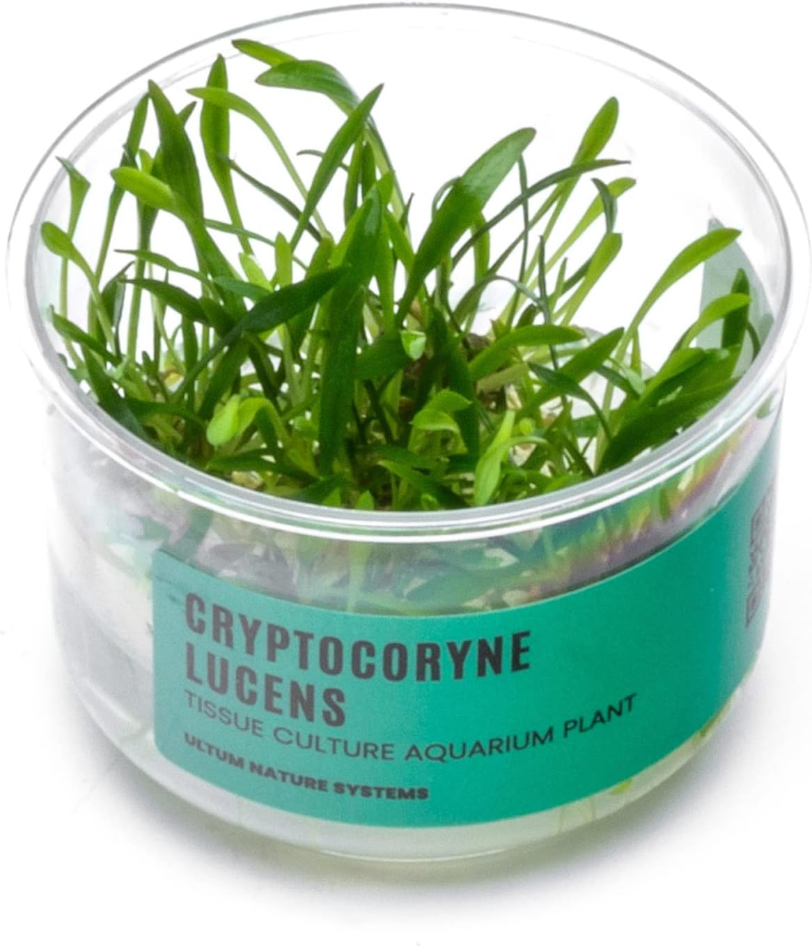 Ultum Nature Systems Cryptocoryne Lucens Tissue Culture Live Plant for Aquarium, Aquascape