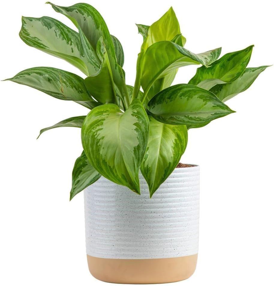 Costa Farms Chinese Evergreen, Aglaonema Easy To Grow Live Indoor Plant in Premium Décor Planter