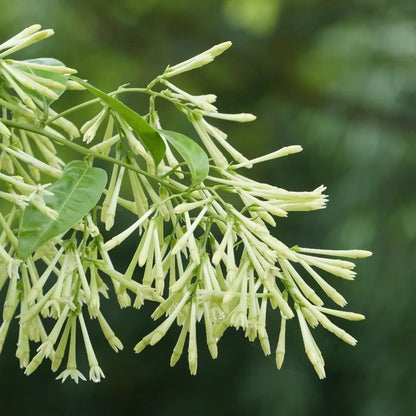 Night Blooming Jasmine Live Plant - Cestrum Nocturnum. Fragrant Flowering Shrub for Garden, Patio