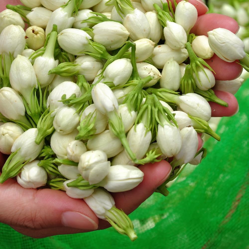 Jasmine Plant, Fragrant Jasmine Flower Vine 4-8 Inches Well Rooted for Container, Hanging Basket