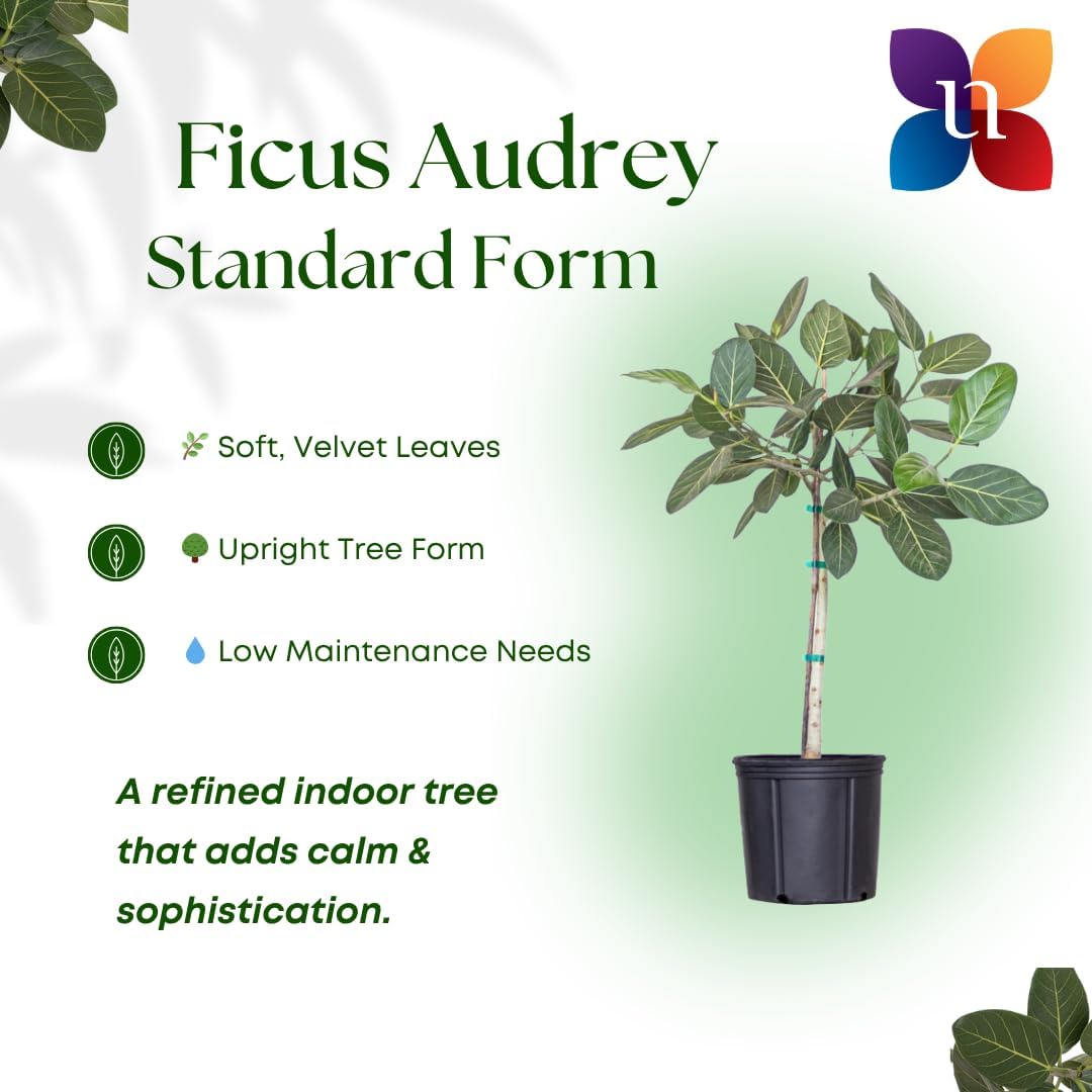 United Nursery Ficus Audrey – Standard Indoor Tree in 10” Grower Pot – 32–38 Inches Tall – Upright