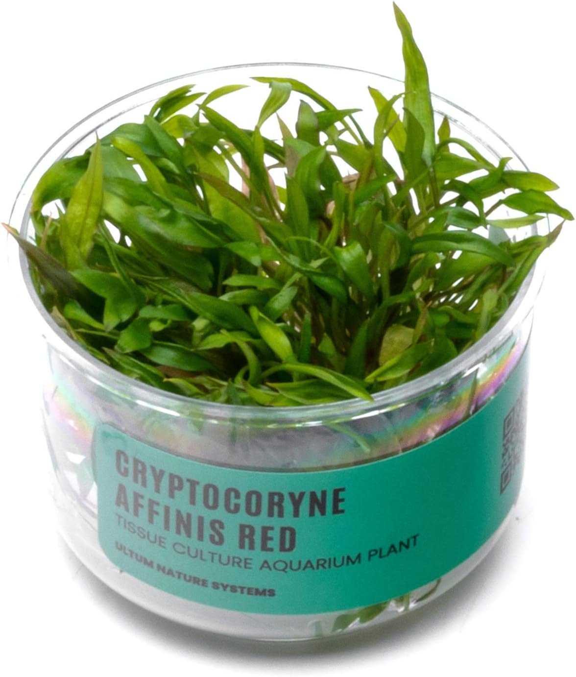 Ultum Nature Systems Cryptocoryne Affinis Red Tissue Culture Live Plant for Aquarium, Aquascape