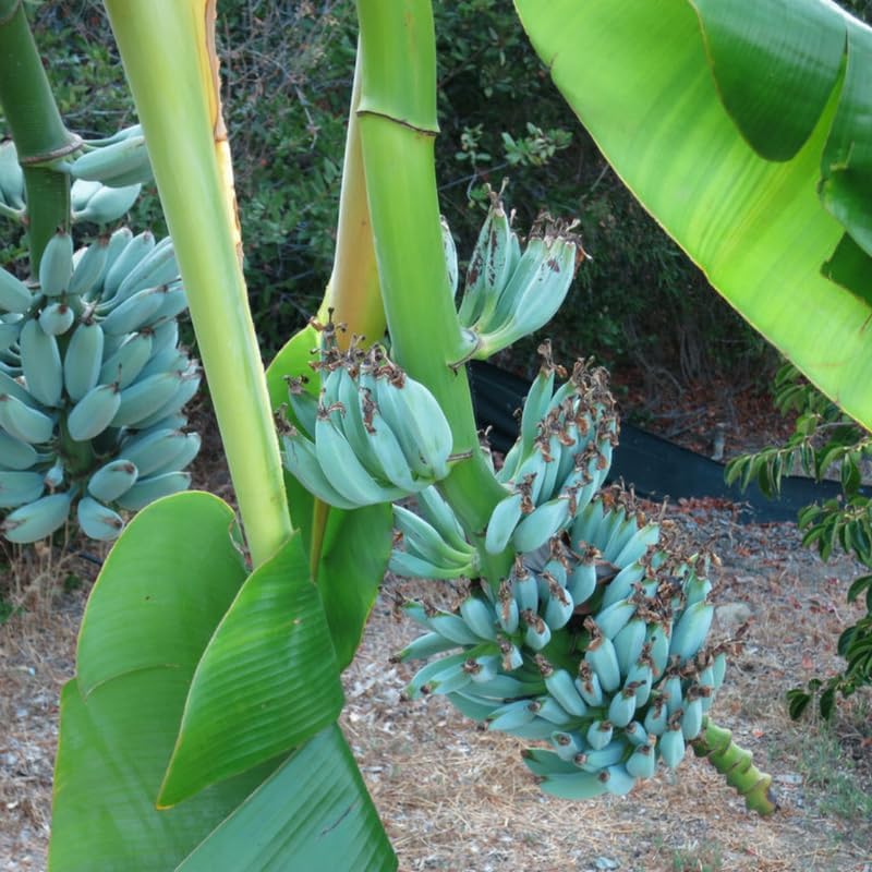 Blue Ice Cream Banana Plant Live, 4-6" Tall Well-Rooted for Indoor Tropical Displays, Cold Hardy
