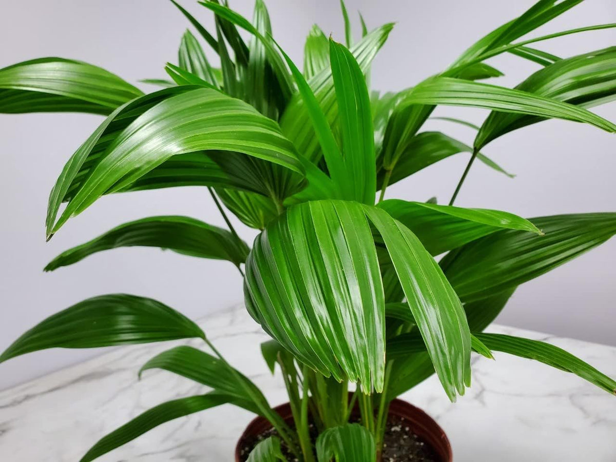 Fountain Palm Tree - Fan Palm - Overall Height 30" to 32" - Large Plant - Houseplant - Tropical