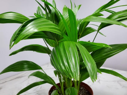 Fountain Palm Tree - Fan Palm - Overall Height 30" to 32" - Large Plant - Houseplant - Tropical