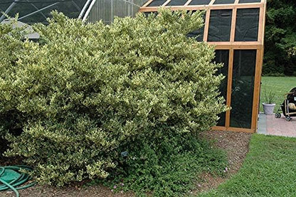 Ligustrum Japonicum Jack Frost Privet - 30 Live Plants - Variegated Evergreen Hedge