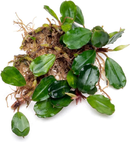 SubstrateSource Bucephalandra Brownie Athena Live Aquarium Plant - Natural Freshwater Fish Tank