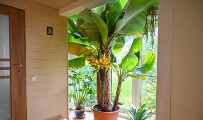 Seeds Ornamental Banana Tree - Tree for Planting - GMO Free