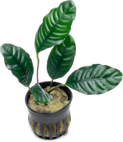 SubstrateSource Anubias Live Aquarium Plants - Potted Freshwater Plant for Fish Tanks, Terrariums