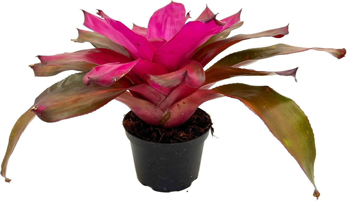 ragnaroc Live Plants – Bromeliad Neoregelia Tatiana, 8-12" in 6" Pot - 1ct - Live Arrival