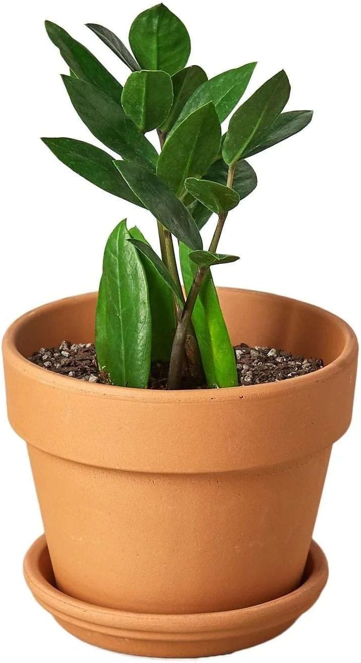 Zamioculcas Zamiifolia ZZ Live Plant for Indoor | Different Houseplants in 4'' & 6'' Pot | Real