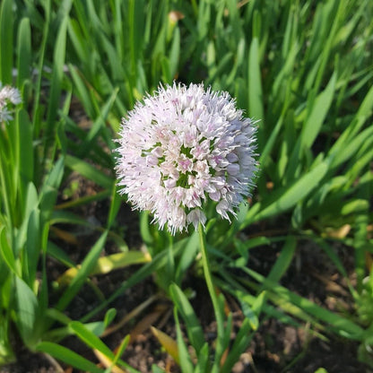 Gardens Best Graceful Beauty Alliums – 30 Bulbs - White Star-Shaped Flowers | Easy-Grow Spring
