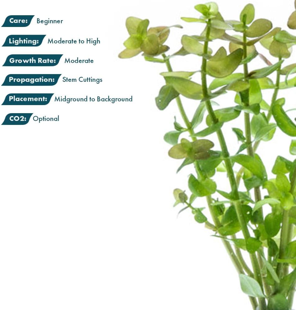 SubstrateSource Live Aquarium Red Stem Plants - Freshwater Aquatic Plant for Fish Tanks