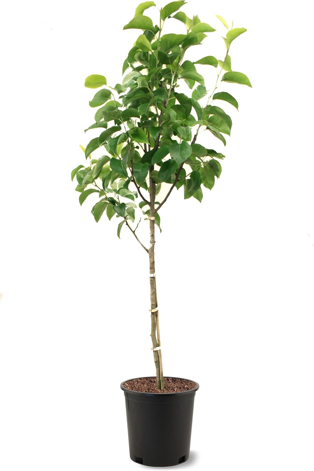 American Plant Exchange Shinseiki Pear Trees, 5 Gallon Pot, 3-4ft Tall, Semi-Self Pollinating, Live