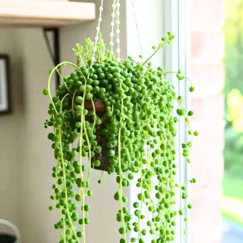 String of Pearls Plant Live, Trailing Succulent Vine, Rare Live Indoor Plant in Pot