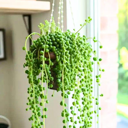 String of Pearls Plant Live, Trailing Succulent Vine, Rare Live Indoor Plant in Pot